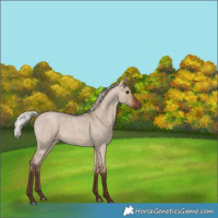 Horse Color:Silver Brown Roan Dun