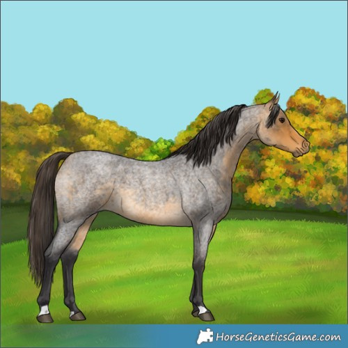 Horse Color:Buckskin Roan 