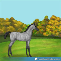 Horse Color:Blue Roan 