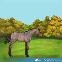 Horse Color:Bay Roan Rabicano