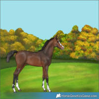 Horse Color:Bay Splash Rabicano 