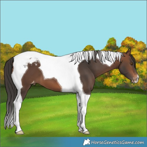 Horse Color:Brown Tobiano Appaloosa