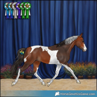 Horse Color:Bay Tobiano 