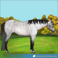 Horse Color:Gray Brown Roan Varnish