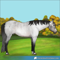 Horse Color:Gray Brown Roan Varnish