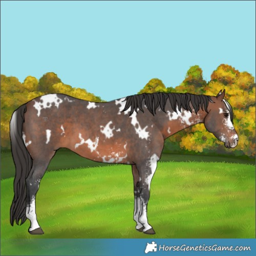 Horse Color:White Spotted Brown Sabino 