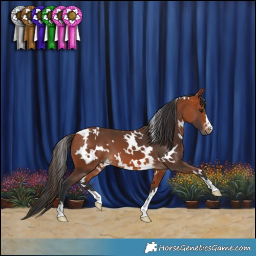 Horse Color:White Spotted Bay 