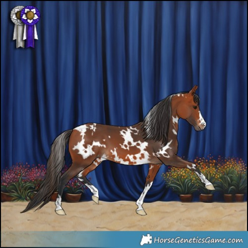 Horse Color:White Spotted Bay 