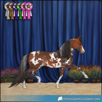 Horse Color:White Spotted Bay