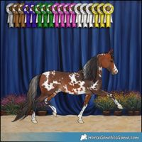 Horse Color:White Spotted Bay 