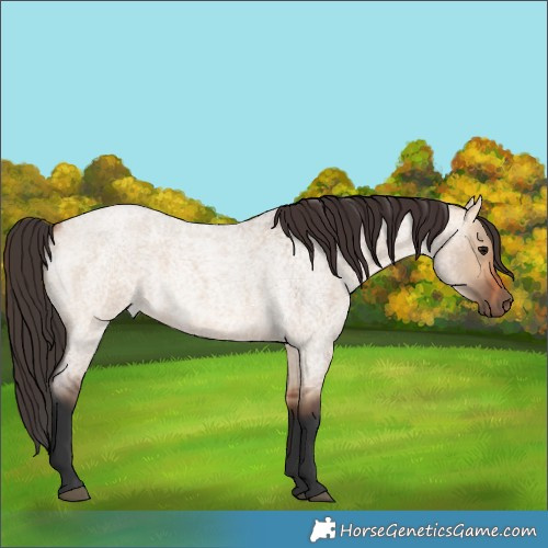 Horse Color:Unknown 