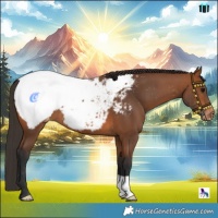 Horse Color:Bay Appaloosa