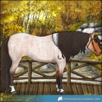 Horse Color:Bay Roan Tobiano