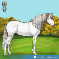 Horse Color:Gray Liver Red Dun Sabino Splash Frame Snowcap Rabicano