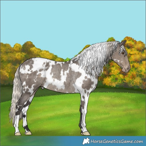 Horse Color:White Spotted Silver Smoky Grullo Appaloosa Rabicano 