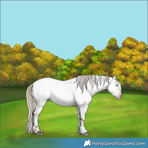 Horse Color:Gray Silver Sable Cream Champagne Sabino Tobiano Appaloosa 