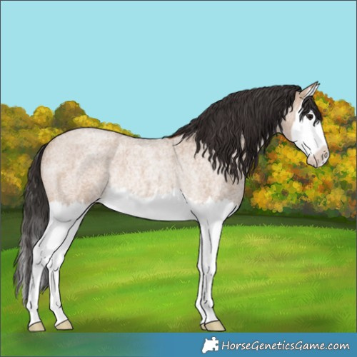 Horse Color:Bay Roan Dun Splash Rabicano 