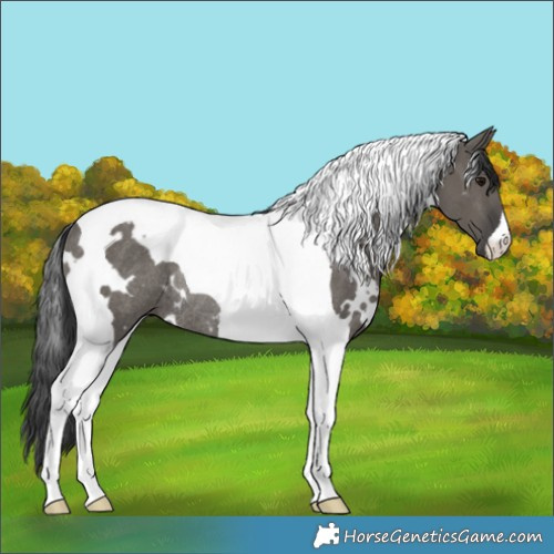 Horse Color:White Spotted Grullo Tobiano Rabicano 