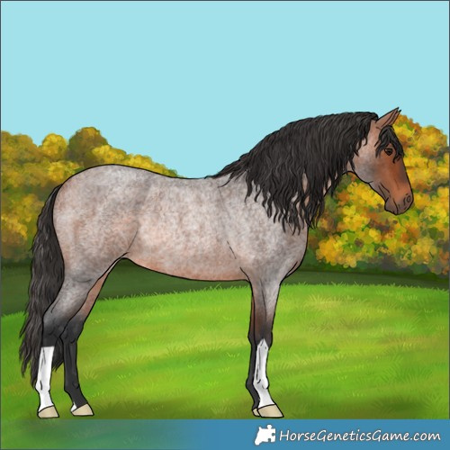 Horse Color:Bay Roan Rabicano 