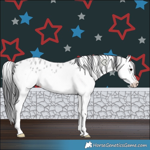 Horse Color:Blue Roan Splash Appaloosa Rabicano 