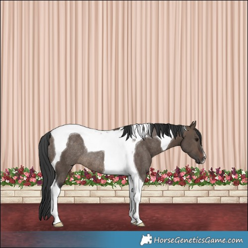 Horse Color:Brown Dun Tobiano Rabicano 
