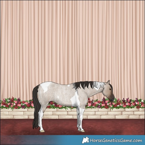 Horse Color:Liver Red Dun Roan Tobiano Rabicano 