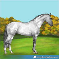 Horse Color:White Spotted Blue Roan
