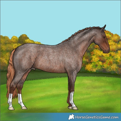 Horse Color:Liver Red Roan 
