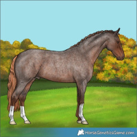 Horse Color:Liver Red Roan