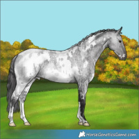 Horse Color:White Spotted Smoky Blue Roan