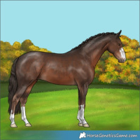 Horse Color:Liver Chestnut