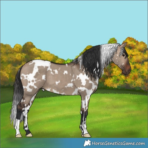 Horse Color:White Spotted Brown Dun