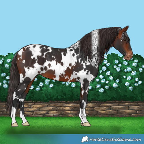 Horse Color:White Spotted Bay Varnish