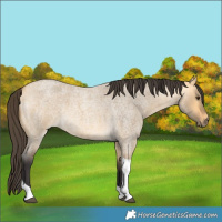 Horse Color:Buckskin Roan Dun Tobiano