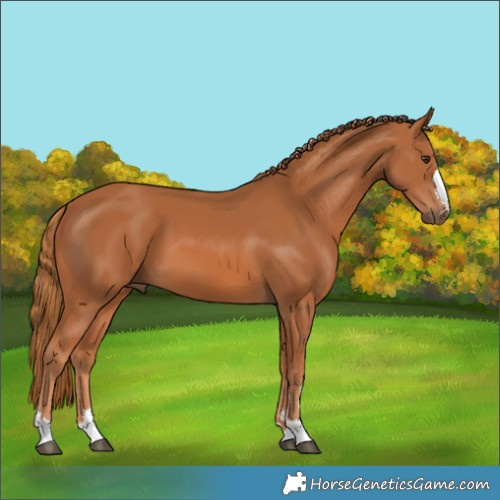 Horse Color:Chestnut 