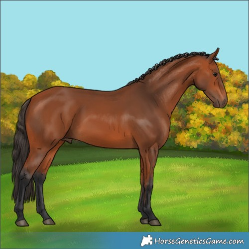 Horse Color:Bay 
