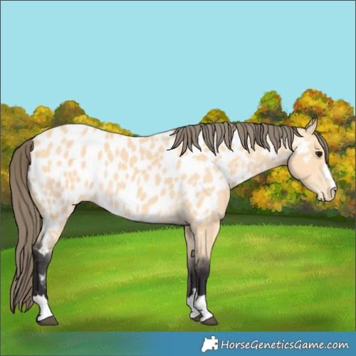 Horse Color:Unknown 