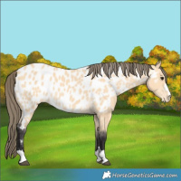 Horse Color:Unknown 