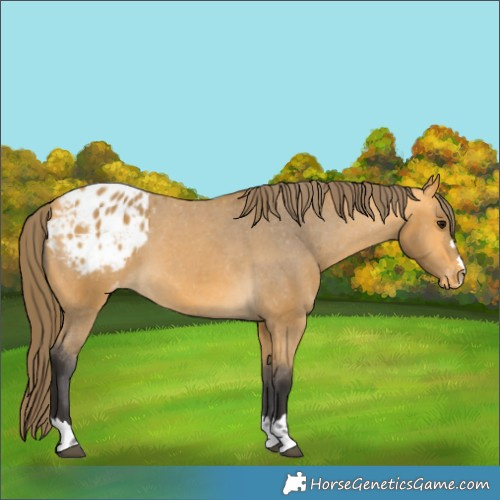 Horse Color:Unknown 
