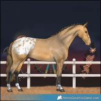 Horse Color:Buckskin Blanket