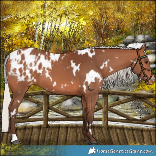 Horse Color:White Spotted Silver Bay Appaloosa 