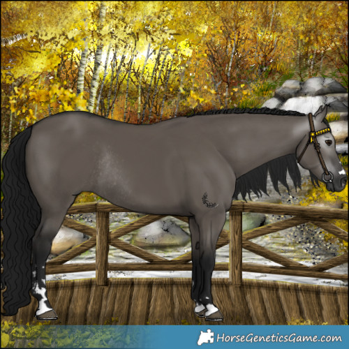 Horse Color:Gray Grullo Rabicano