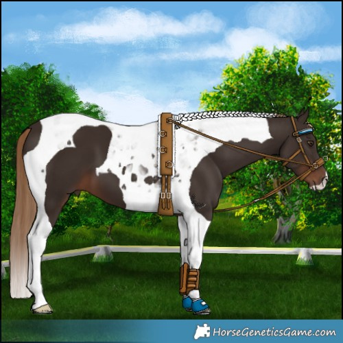 Horse Color:Liver Chestnut Tobiano 