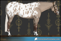 Horse Color:Silver Grullo Near Leopard Rabicano 