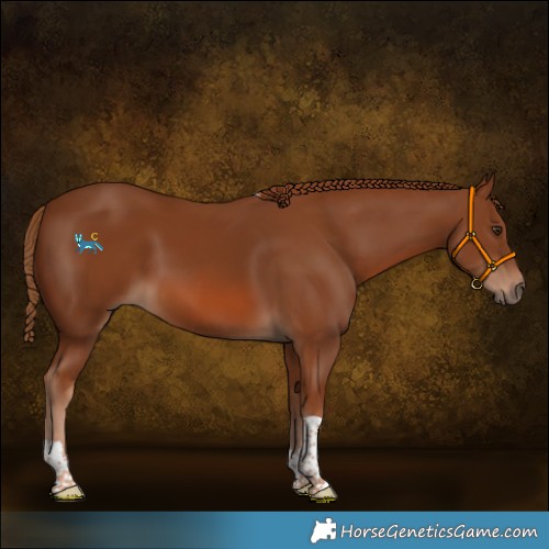 Horse Color:Chestnut Tobiano 