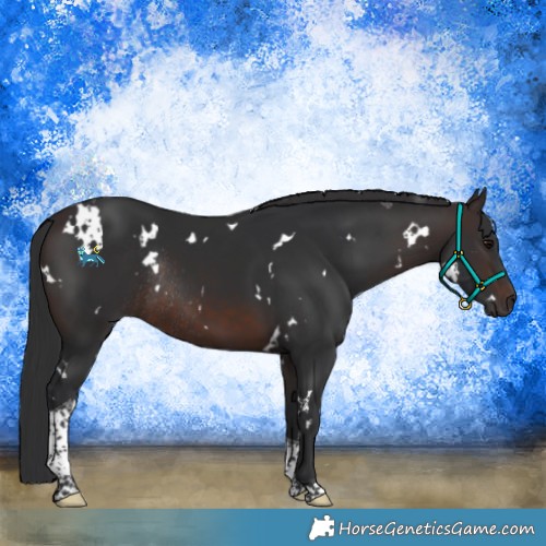 Horse Color:White Spotted Brown Tobiano Rabicano 