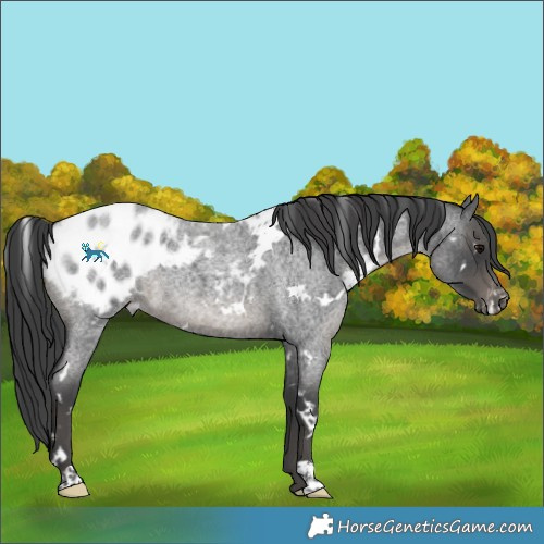 Horse Color:White Spotted Blue Roan Blanket 