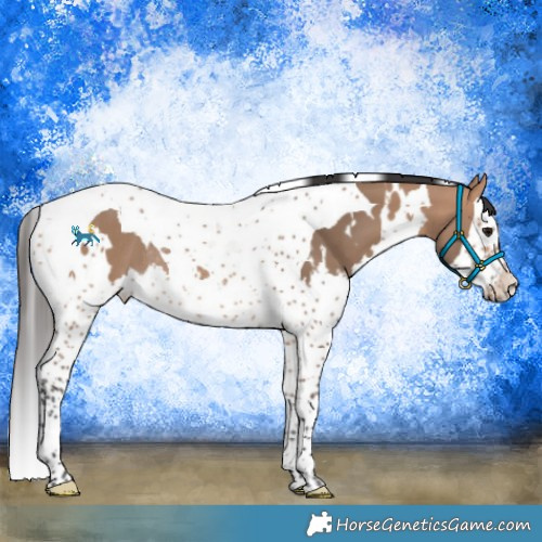 Horse Color:White Spotted Bay Dun Splash Tobiano Rabicano 