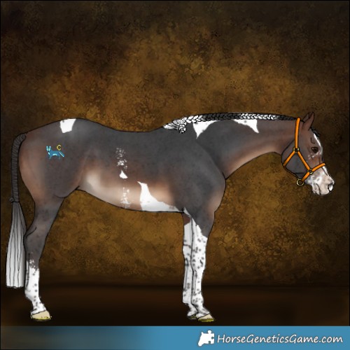 Horse Color:Brown Sabino Splash Tobiano 