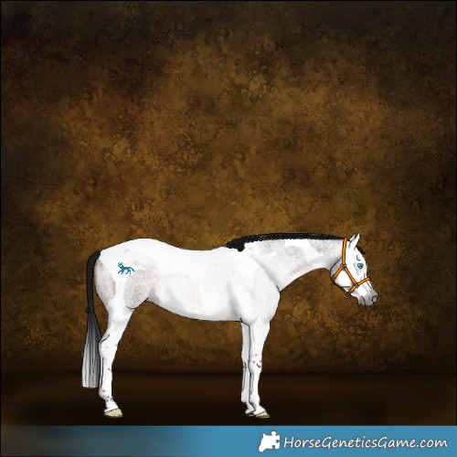 Horse Color:Gray Bay Roan Splash Tobiano 